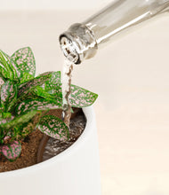 Load image into Gallery viewer, White stand:all
