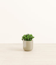 Load image into Gallery viewer, Sage Green*****Profile
