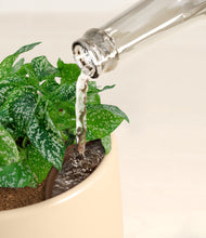 Load image into Gallery viewer, Almond Green stand:all
