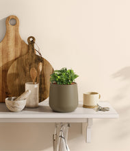 Load image into Gallery viewer, Olive
