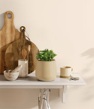 Load image into Gallery viewer, Almond Green
