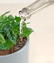 Load image into Gallery viewer, Misty Blue stand:all
