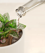 Load image into Gallery viewer, Cotton White stand:all
