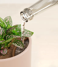 Load image into Gallery viewer, Sandy Pink stand:all
