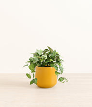 Load image into Gallery viewer, Mustard*****Profile
