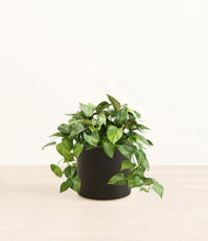 Load image into Gallery viewer, Black*****Profile
