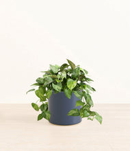 Load image into Gallery viewer, Deep Navy*****Profile
