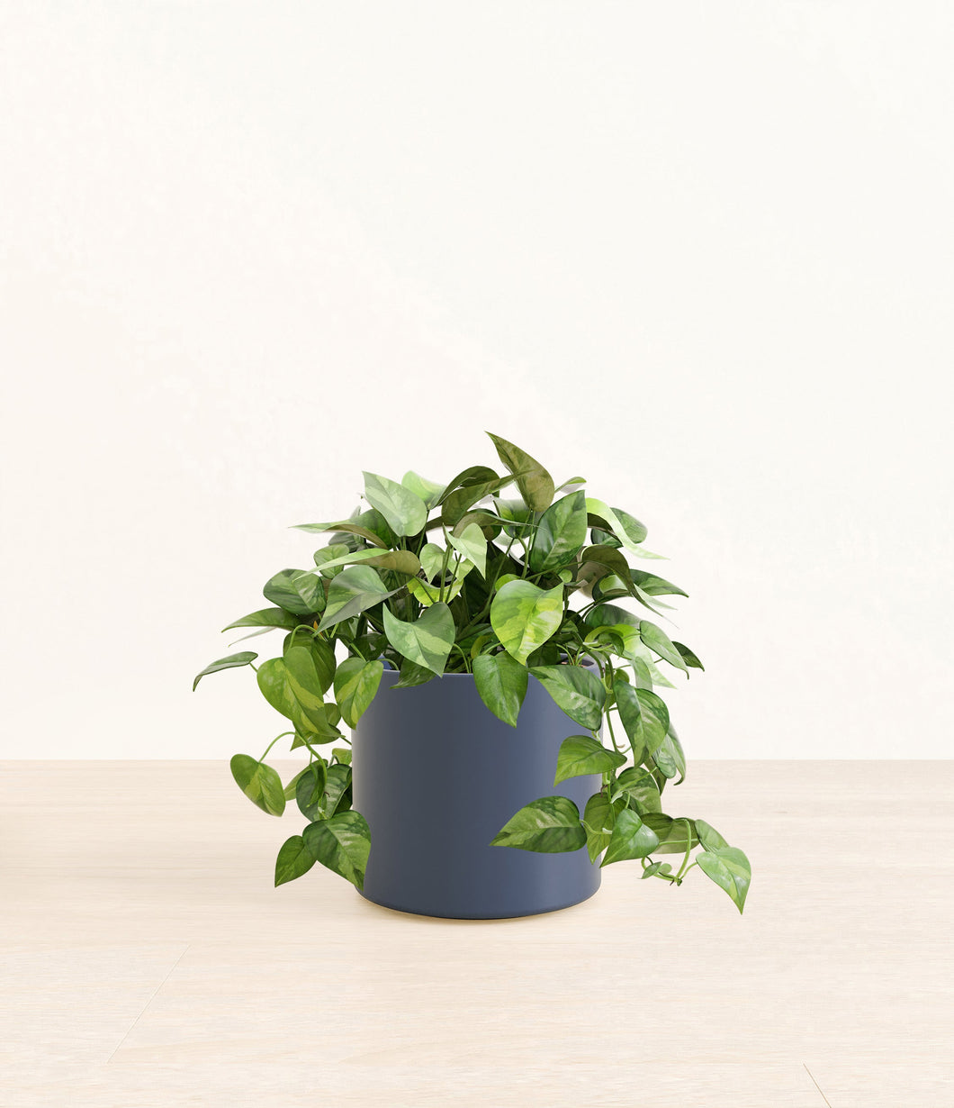 Deep Navy*****Profile