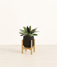 Load image into Gallery viewer, Black stand:bamboo
