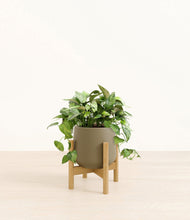 Load image into Gallery viewer, Olive stand:bamboo

