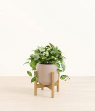 Load image into Gallery viewer, Eternal Gray stand:bamboo
