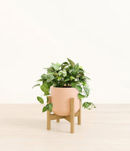 Load image into Gallery viewer, Gentle Pink stand:bamboo
