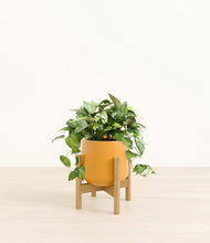 Load image into Gallery viewer, Mustard stand:bamboo

