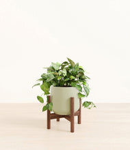 Load image into Gallery viewer, Turquoise stand:walnut
