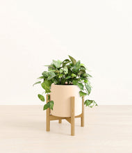 Load image into Gallery viewer, Cream stand:bamboo
