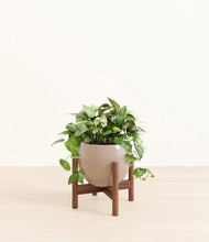 Load image into Gallery viewer, Desert Brown stand:walnut
