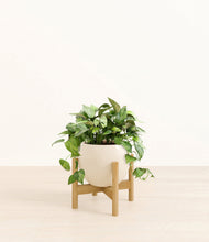 Load image into Gallery viewer, Shiny EggWhite stand:bamboo
