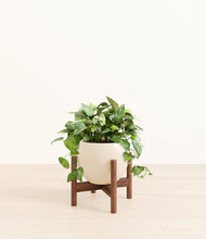 Load image into Gallery viewer, Shiny EggWhite stand:walnut
