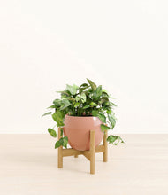 Load image into Gallery viewer, Calm Rose stand:bamboo
