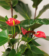 Load image into Gallery viewer, ALL
