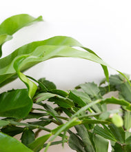 Load image into Gallery viewer, ALL
