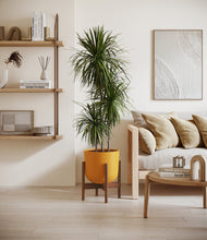 Load image into Gallery viewer, Sunset Orange stand:walnut
