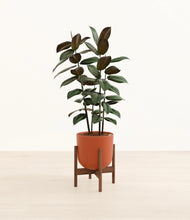 Load image into Gallery viewer, Earth Red stand:walnut
