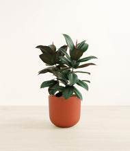 Load image into Gallery viewer, Earth Red*****Profile
