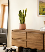 Load image into Gallery viewer, Calm Rose
