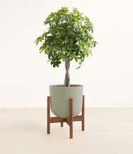 Load image into Gallery viewer, Sage Green stand:walnut
