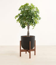 Load image into Gallery viewer, Stone Black stand:walnut
