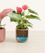 Load image into Gallery viewer, Blush Bond
