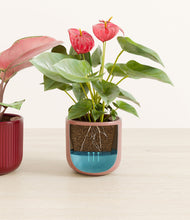 Load image into Gallery viewer, Scarlet Serenade
