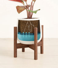 Load image into Gallery viewer, White stand:walnut
