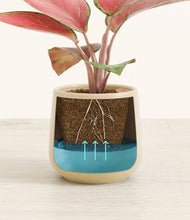 Load image into Gallery viewer, Almond Green
