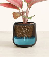 Load image into Gallery viewer, Black
