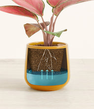 Load image into Gallery viewer, Mustard
