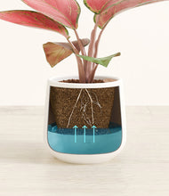 Load image into Gallery viewer, White
