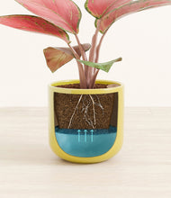 Load image into Gallery viewer, Key Lime Yellow
