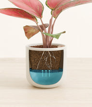 Load image into Gallery viewer, Cotton White
