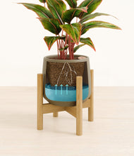 Load image into Gallery viewer, Olive stand:bamboo
