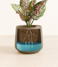 Load image into Gallery viewer, Olive
