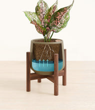 Load image into Gallery viewer, Olive stand:walnut
