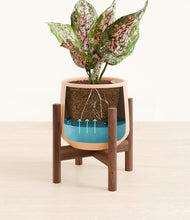 Load image into Gallery viewer, Gentle Pink stand:walnut
