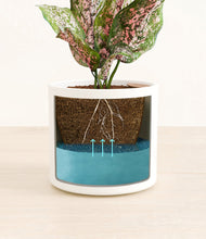 Load image into Gallery viewer, White
