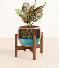 Load image into Gallery viewer, Calm Rose stand:walnut
