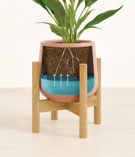 Load image into Gallery viewer, Calm Rose stand:bamboo
