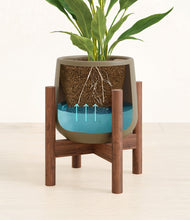 Load image into Gallery viewer, Olive stand:walnut
