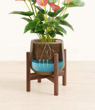 Load image into Gallery viewer, Olive stand:walnut
