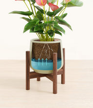 Load image into Gallery viewer, Turquoise stand:walnut
